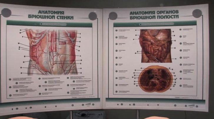 Лабораторно-диагностический учебный комплекс "Хирургический доступ к органам брюшной полости" — купить в МЕДСЕТ
