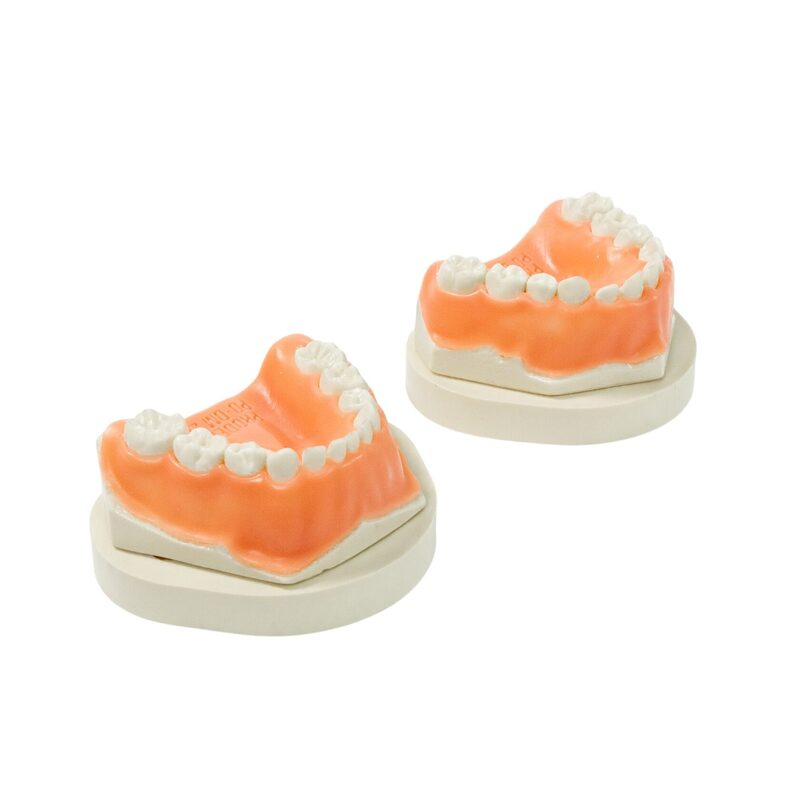 Учебная детская стоматологическая модель верхней и нижней челюсти — купить в МЕДСЕТ