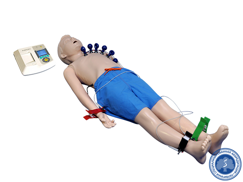 Многофункциональный манекен для регистрации параметров ЭКГ (подросток) — купить в МЕДСЕТ