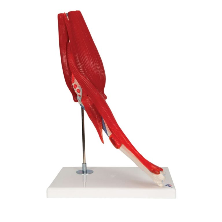 Модель локтевого сустава, 8 частей — купить в МЕДСЕТ