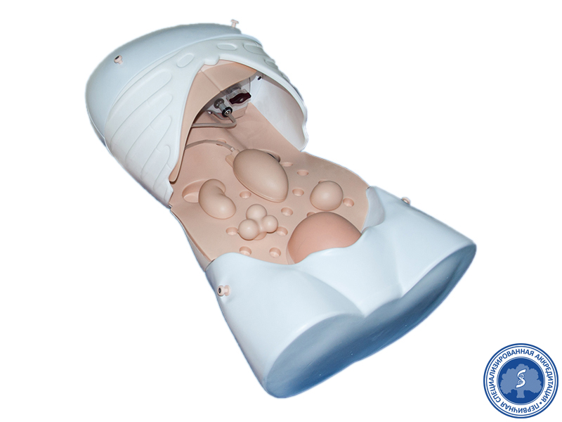 Манекен для диагностики абдоминальных заболеваний — купить в МЕДСЕТ