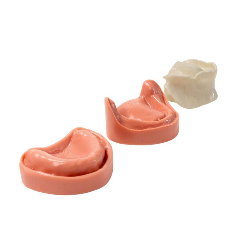 Стоматологическая модель верхней и нижней беззубой челюсти с десной — купить в МЕДСЕТ