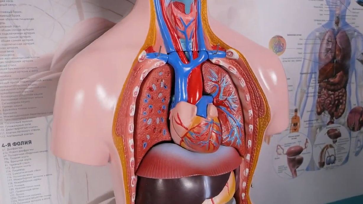 Трехмерный анатомический атлас. Приказ 838 Минпросвещения РФ — купить в МЕДСЕТ