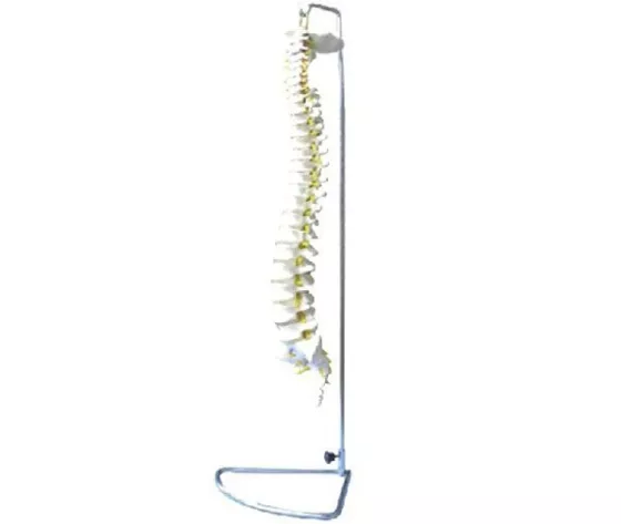 Модель позвоночника (11106) — купить в МЕДСЕТ