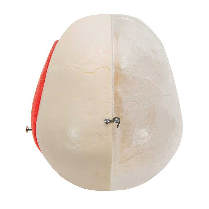 Модель комбинированного черепа, прозрачный/костный, 8 частей