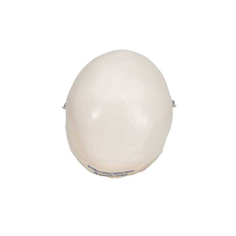 Модель мини-черепа, 3 части