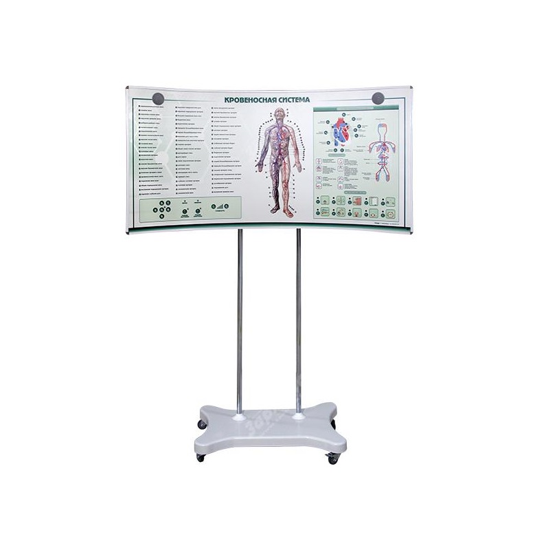 Лабораторно-диагностический учебный комплекс «Мочеполовая система» — купить в МЕДСЕТ