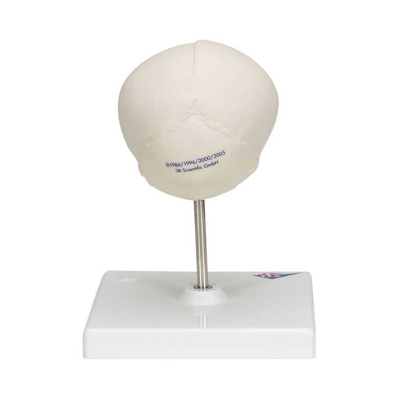 Модель черепа плода, на подставке