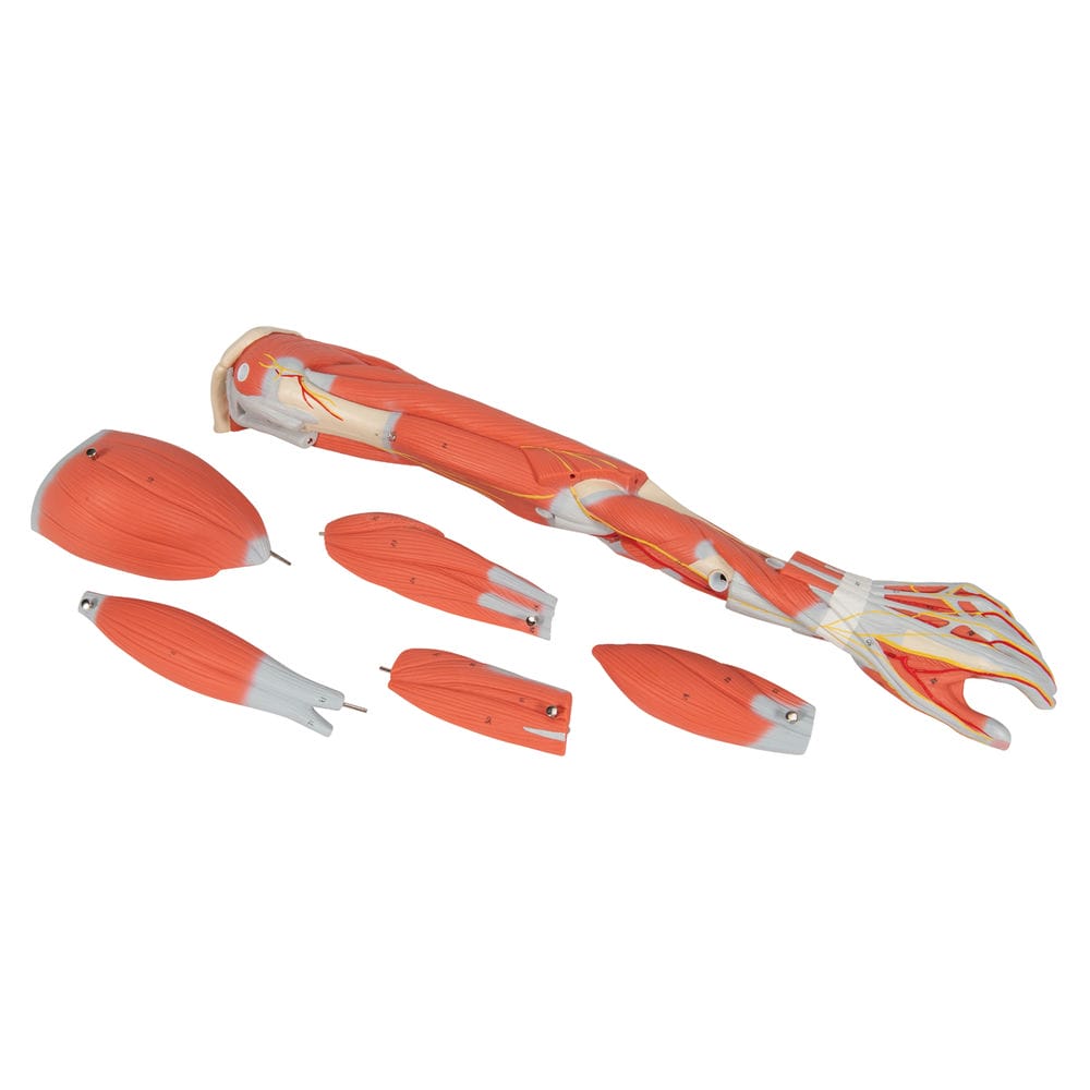 Модель отпрепарированной руки с мыщцами, 6 частей