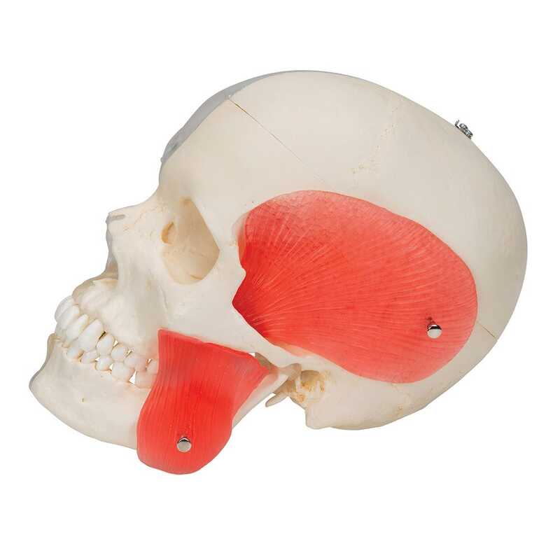 Модель комбинированного черепа, прозрачный/костный, 8 частей