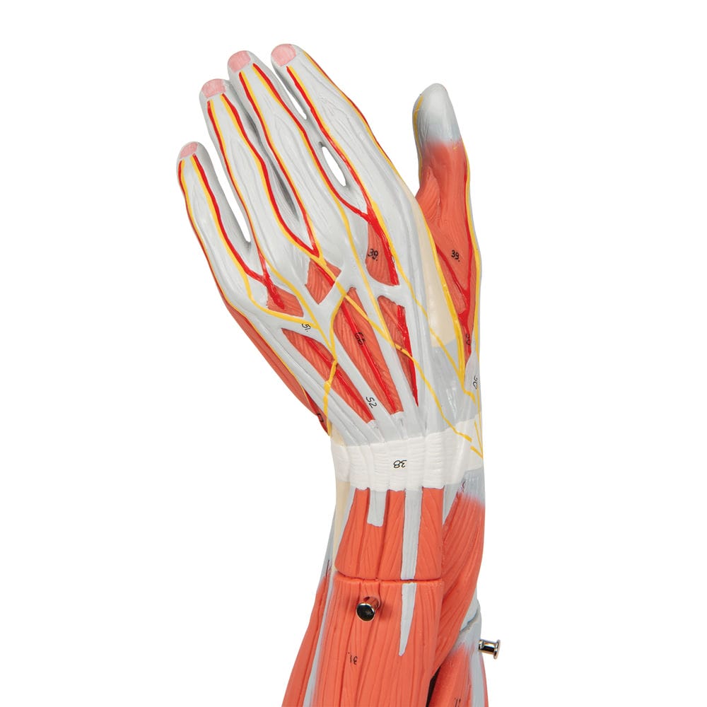 Модель отпрепарированной руки с мыщцами, 6 частей