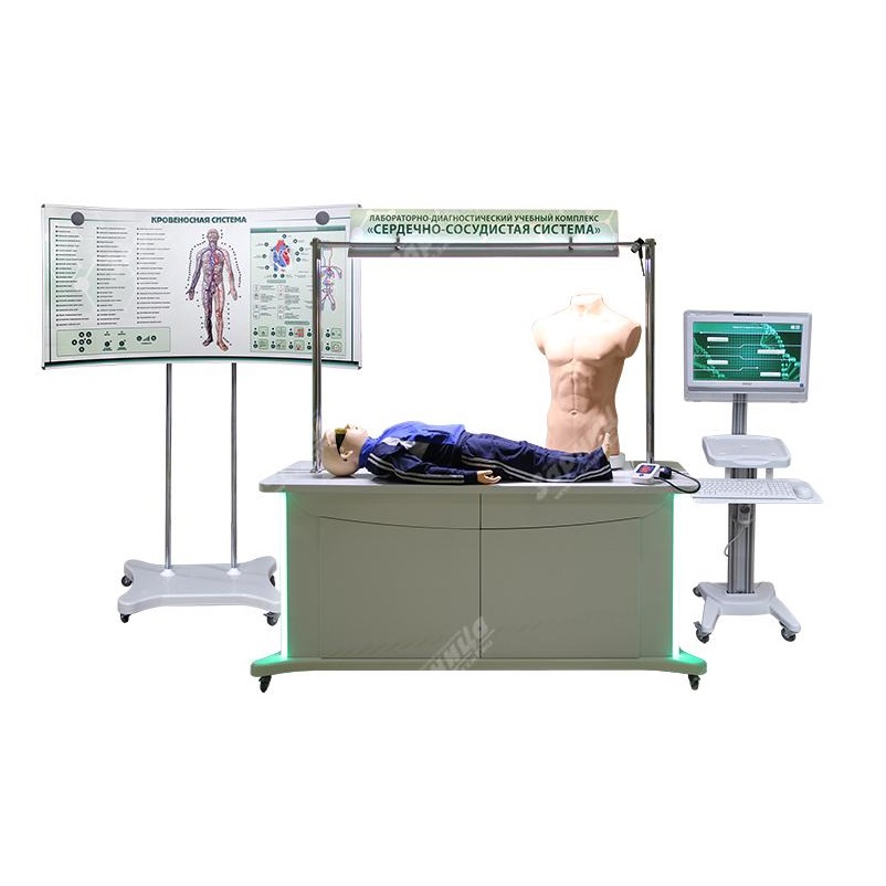 Лабораторно-диагностический учебный комплекс «Мочеполовая система» — купить в МЕДСЕТ