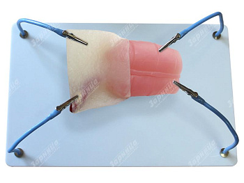 Пособие для отработки навыков лапароскопии "Кишка с аппендиксом" — фото