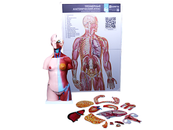 Интерактивный учебный комплекс "Трехмерный анатомический атлас". Приказ 838 Минпросвещения РФ — фото