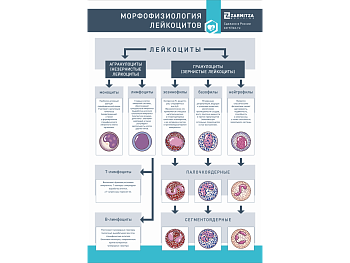 Стенд "Морфофизиология лейкоцитов" — фото