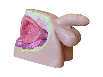 Тренажер для отработки навыков катетеризации уретры у мужчин — фото