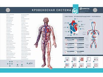 Интерактивный светодинамический стенд "Кровеносная система" — фото