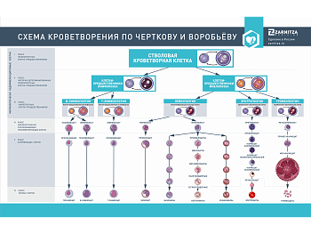 Стенд "Схема кроветворения по Черткову и Воробьеву" — фото