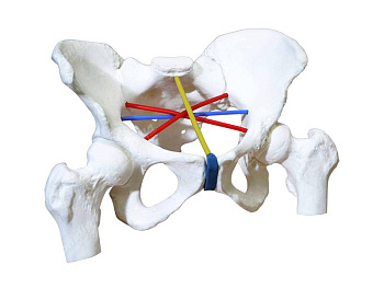 Тренажер для отработки навыков пельвиометрии — фото