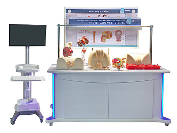 Лабораторно-диагностический учебный комплекс "Мочеполовая система" — фото