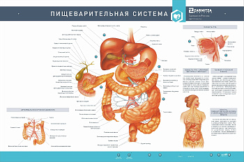 Интерактивный светодинамический стенд "Пищеварительная система" с макетными образцами — фото