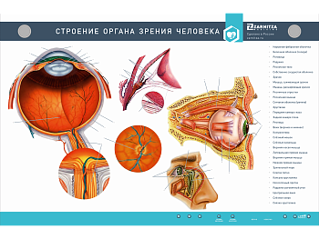 Интерактивный электрифицированный стенд "Строение органа зрения человека" с 3D-макетом — фото