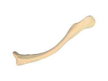 Композитная модель ключицы человека — фото