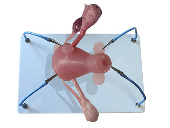 Пособие для отработки навыков лапароскопии "матка с патологиями" — фото