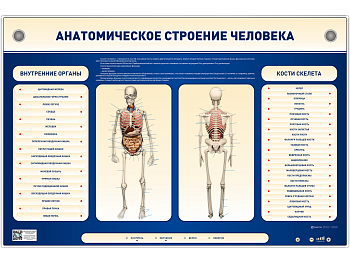 Электрифицированный стенд-тренажер c макетом скелета "Анатомическое строение человека" — фото