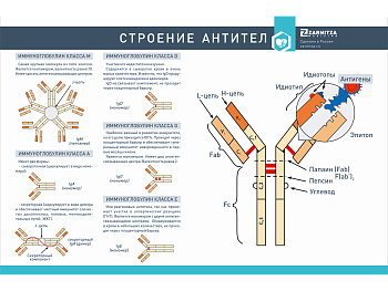 Стенд "Строение антител" — фото