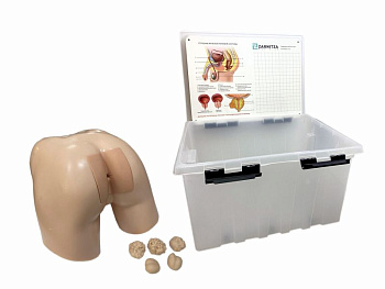 Тренажер для освоения навыков ректального обследования предстательной железы — фото