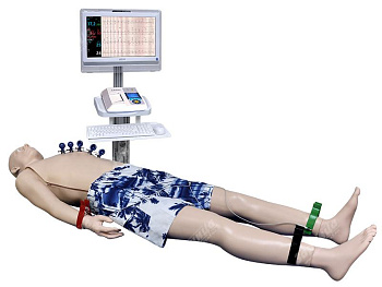 Манекен полноростовой взрослого человека для физикального обследования — фото