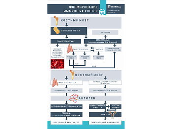 Стенд "Формирование иммунных клеток" — фото