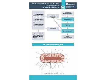Стенд "Основные свойства антигенов. Специфичность и иммуногенность" — фото